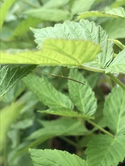 Parabacillus hesperus