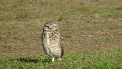 Athene cunicularia