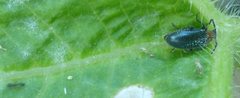 Insecta