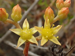 Dudleya multicaulis