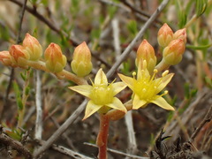Dudleya multicaulis