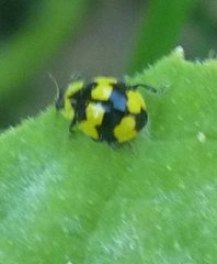 Illeis galbula