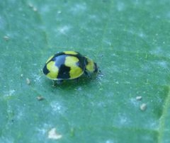 Illeis galbula