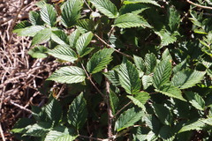Rubus pinnatus