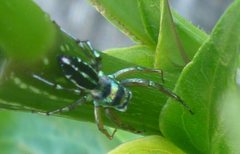 Araneae