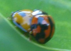 Coelophora inaequalis
