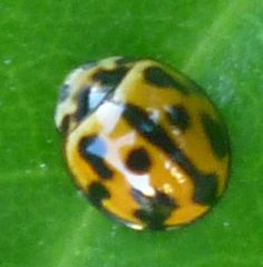 Coelophora inaequalis