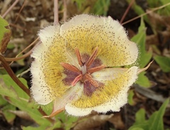 Calochortus weedii intermedius