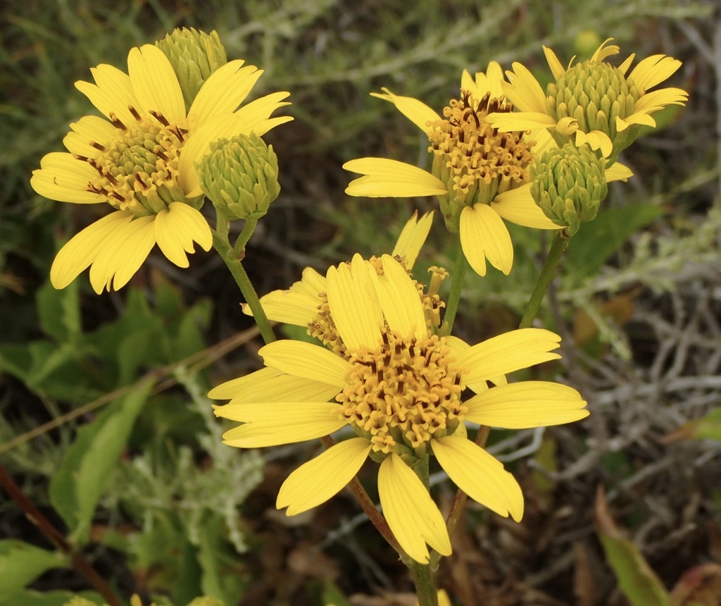 big-leaved crownbeard