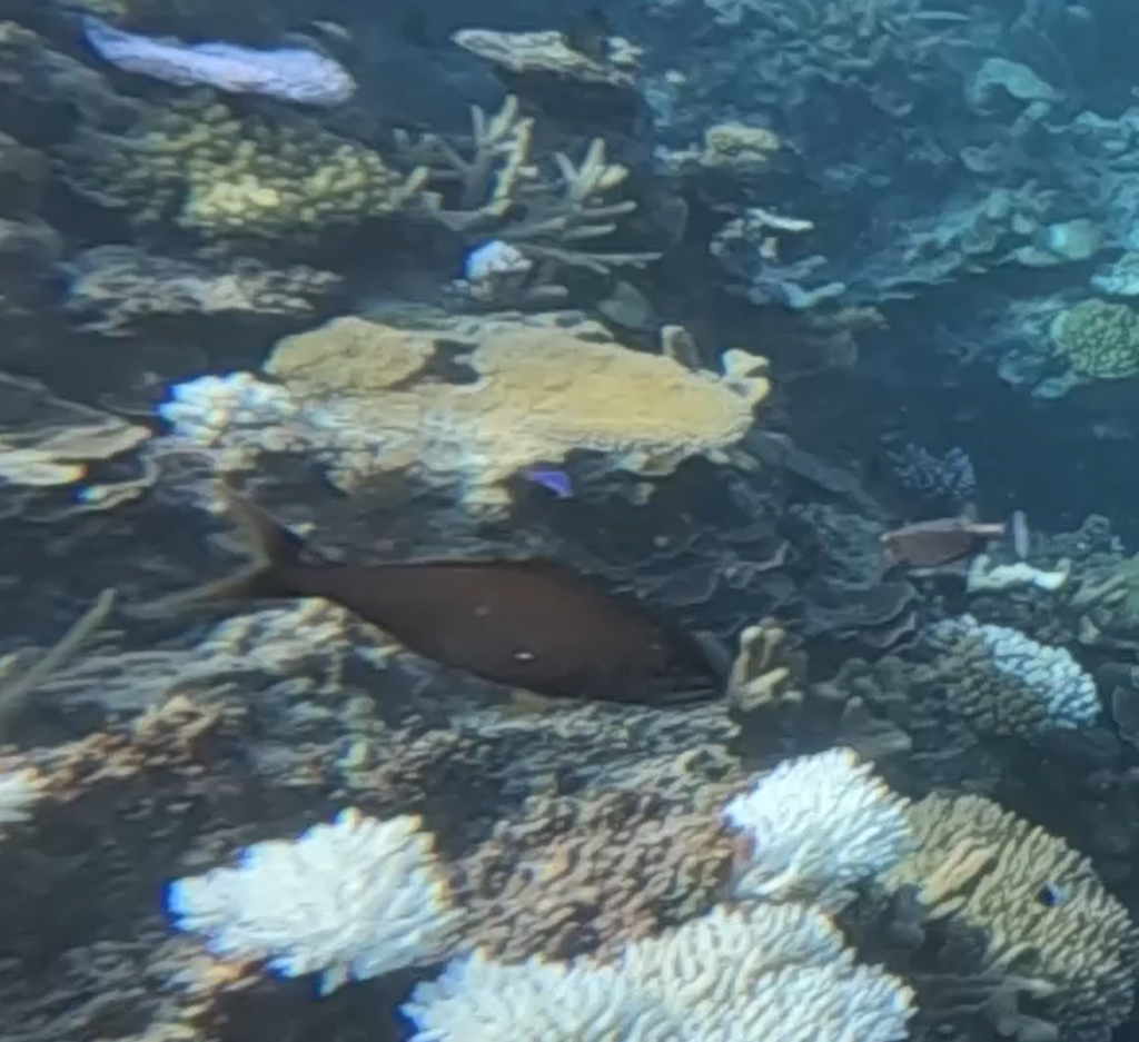 Small toothed jobfish