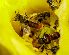 Macrotera