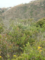 Comarostaphylis diversifolia diversifolia