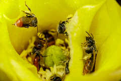Macrotera