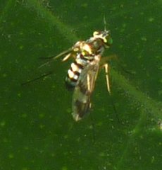 Diptera