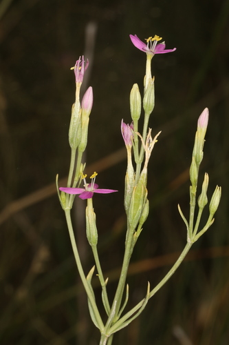 Image of Zeltnera nevadensis by (c) Steve Matson, some rights reserved (CC BY)