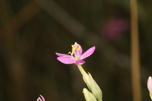 Image of Zeltnera nevadensis by (c) Steve Matson, some rights reserved (CC BY)
