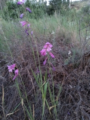 Gladiolus italicus