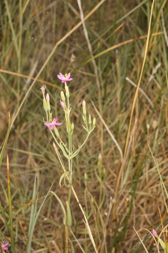 Nevada Centaury (Zeltnera nevadensis)