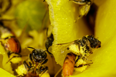 Macrotera