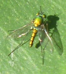 Insecta