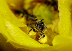 Macrotera