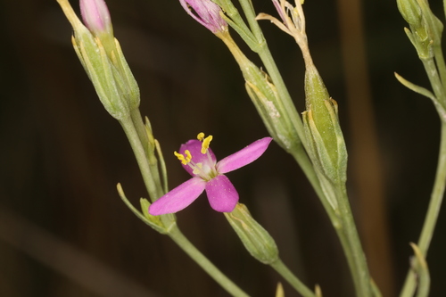 Image of Zeltnera nevadensis by (c) Steve Matson, some rights reserved (CC BY)