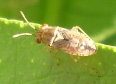 Hemiptera