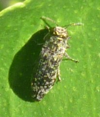 Agrilus occipitalis