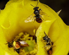 Macrotera