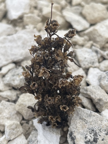 Image of Gentianella tortuosa by (c) crothfels, some rights reserved (CC BY)