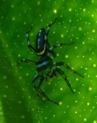 Araneae