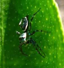 Cosmophasis