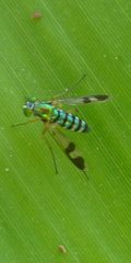 Austrosciapus