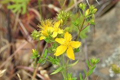 Hypericum scouleri