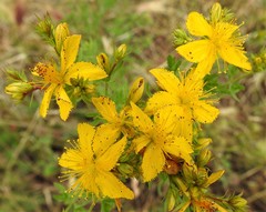Hypericum scouleri
