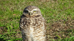 Athene cunicularia