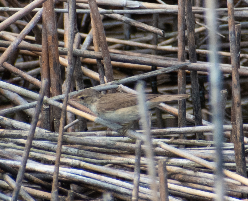Common Reed Warbler