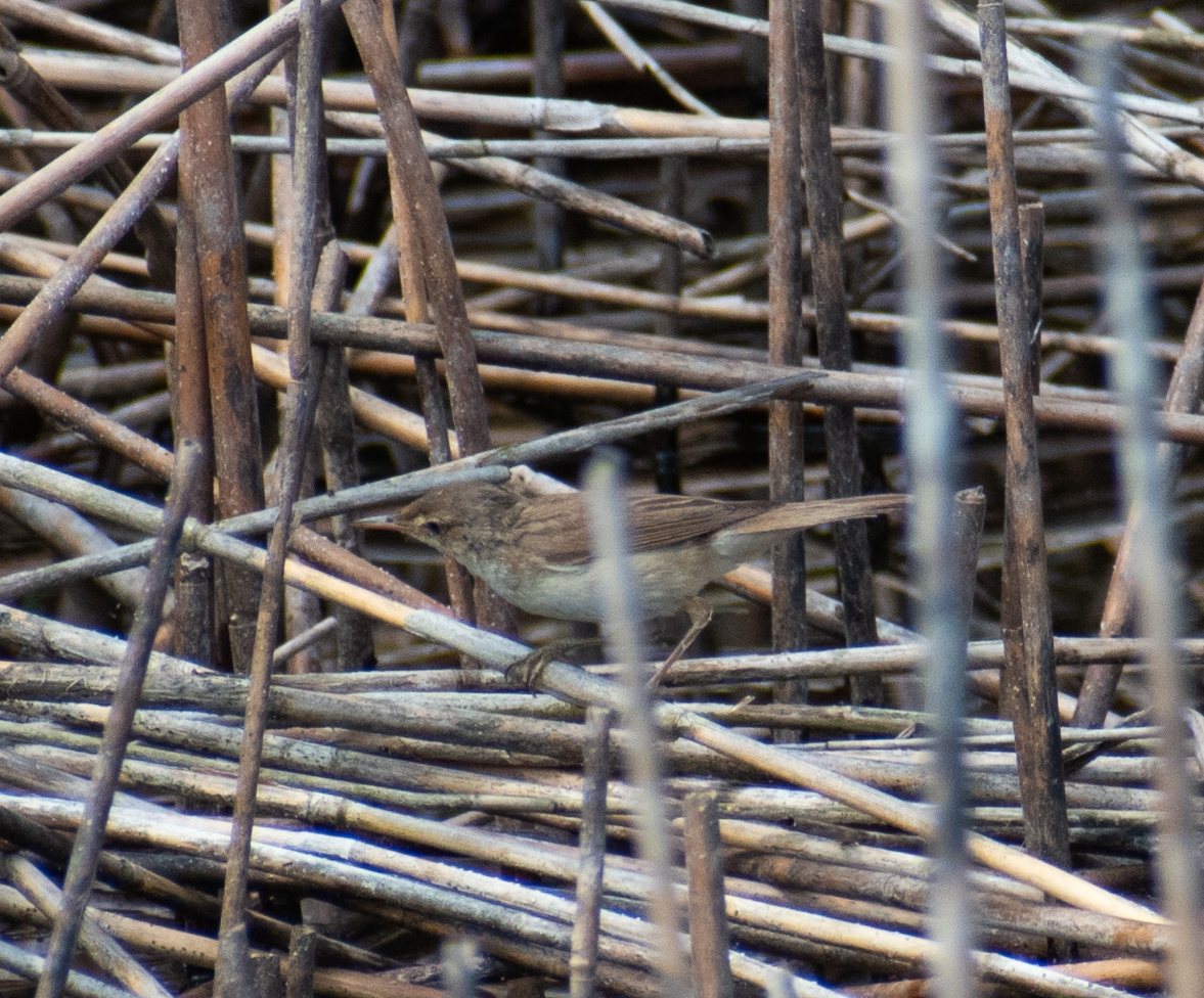 Common Reed Warbler