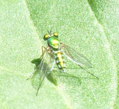 Diptera