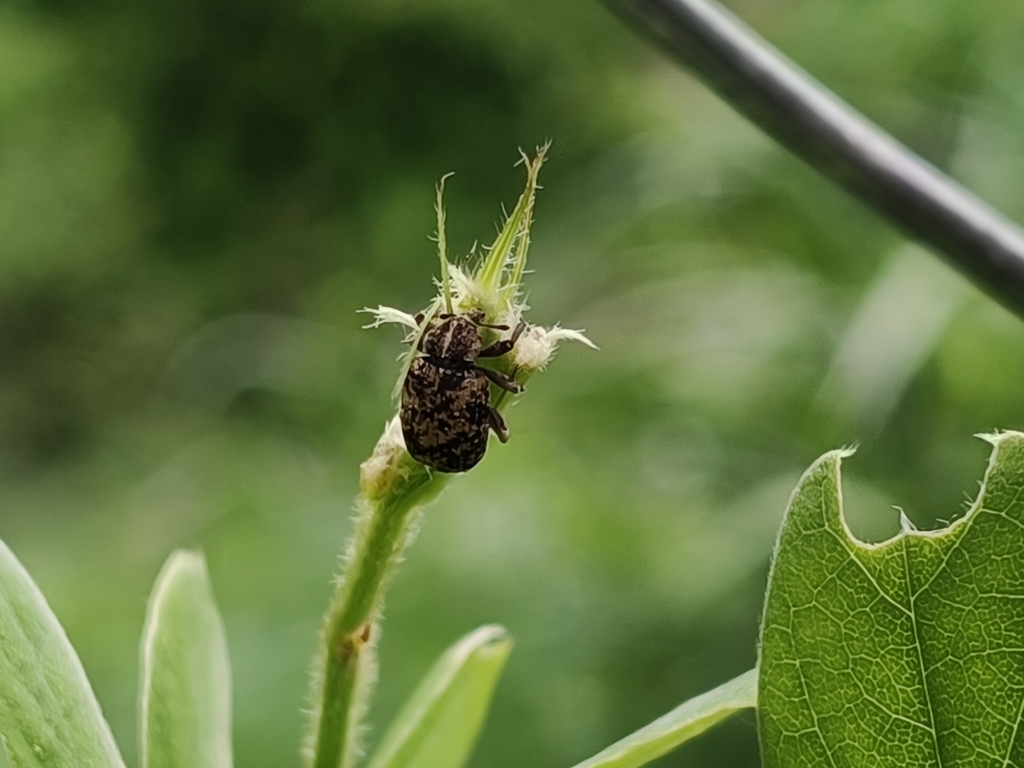 Cocoon Weevils from 63726 Nay., México on July 16, 2024 at 11:35 AM by ...