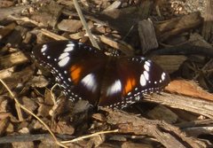 Hypolimnas bolina