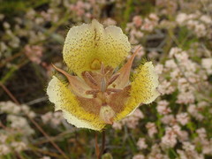 Calochortus weedii intermedius