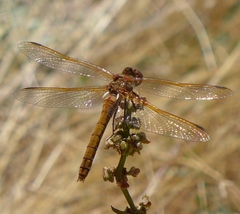 Sympetrum madidum