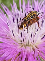 Typocerus octonotatus