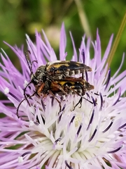 Typocerus octonotatus