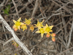 Dudleya multicaulis