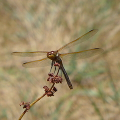 Sympetrum madidum