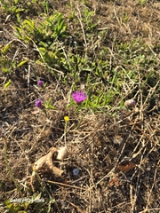 Centaurea × gerstlaueri, photograph Najah Bowlby, CC0, iNaturalist via GBIF
