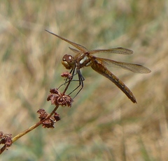 Sympetrum madidum
