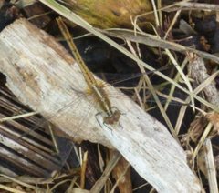Diplacodes bipunctata